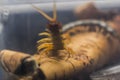 Scolopendra subspinipes japonica. exotic poisonous animal for insect lovers