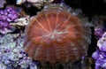 Scolymia coral