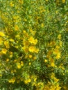 Scolymus hispanicus a beautiful backdrop