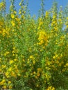 Scolymus hispanicus, the Common Golden Thistle, in Full Bloom