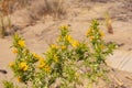 Scolymus hispanicus, the common golden thistle