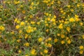 Scolymus hispanicus, the common golden thistle or Spanish oyster thistle background, texture