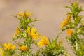 Scolymus hispanicus, the common golden thistle