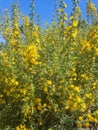 Scolymus hispanicus flowering plant in full bloom