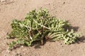 Scolymus hispanicus Spanish oyster thistle is an edible plant very culinary appreciated in certain areas of Andalusia only the Royalty Free Stock Photo