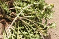 Scolymus hispanicus Spanish oyster thistle is an edible plant very culinary appreciated in certain areas of Andalusia only the Royalty Free Stock Photo