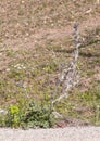 Scolymus hispanicus, Spanish oyster thistle is an edible plant very culinary appreciated in certain areas of Andalusia only the Royalty Free Stock Photo