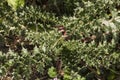 Scolymus hispanicus, Spanish oyster thistle is an edible plant very culinary appreciated in certain areas of Andalusia only the Royalty Free Stock Photo