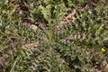 Scolymus hispanicus Spanish oyster thistle is an edible plant very culinary appreciated in certain areas of Andalusia only the Royalty Free Stock Photo