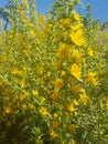 Scolymus hispanicus a symbol of resilience