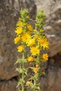 Scolymus hispanicus