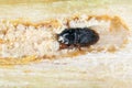 Scolytus rugulosus the shothole borer under bark of plum tree. It is a species of bark beetles subfamily Scolytinae a pest.