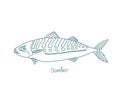 Scomber. Fish in the family Scombridae. Open paths. Editable stroke. Custom line thickness. Royalty Free Stock Photo