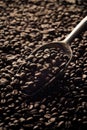 Scoop of coffee beans Royalty Free Stock Photo