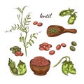 Lentil plant hand drawn illustration. Peas and pods sketches.