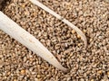 Scoop on pile of barnyard millet seeds closeup