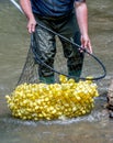 Scooping up rubber ducks in a net Royalty Free Stock Photo