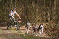 Scooter driver musher with huskies