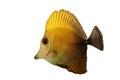 Scopas Tang Royalty Free Stock Photo