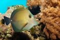 Scopas Tang in Aquarium