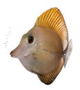 Scopas Tang or Twotone Tang, Zebrasoma scopas Royalty Free Stock Photo