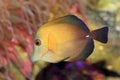 Scopas Tang