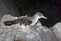 Scopoli`s shearwater Calonectris diomedea from the nest on Royalty Free Stock Photo