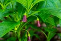 Scopolia carniolica, the European scopolia or henbane bell, is a poisonous plant belonging to the family Solanaceae