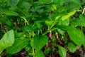 Scopolia carniolica, the European scopolia or henbane bell, is a poisonous plant belonging to the family Solanaceae