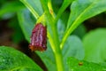 Scopolia carniolica, the European scopolia or henbane bell, is a poisonous plant belonging to the family Solanaceae