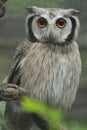 Scops owl