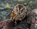 Scops owl Royalty Free Stock Photo