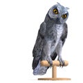 Scops Owl Bird. 3D rendering with clipping path Royalty Free Stock Photo