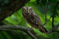 Scops Owl, Otus scops, little owl in the nature habitat, sitting on the green spruce tree branch, forest in the background, Royalty Free Stock Photo