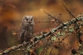 Scops Owl, Otus scops, perched on European larch branch in dark autumn forest. Close-up detail portrait of small bird in nature Royalty Free Stock Photo