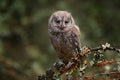 Scops Owl, Otus scops, sitting on tree branch in the dark forest. Wildlife animal scene from nature. Little bird, owl close-up