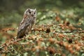 Scops Owl, Otus scops, sitting on tree branch in the dark forest. Wildlife animal scene from nature. Little bird, owl close-up Royalty Free Stock Photo
