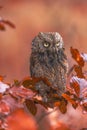 Scops Owl, Otus scops, sitting on tree branch in the dark forest. Royalty Free Stock Photo