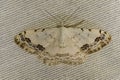 Scopula decorata - is a species of the Geometridae family