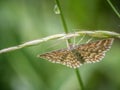 Scopula immorata, the Lewes wave Royalty Free Stock Photo