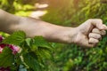 Scorch your hands with nettles closeup