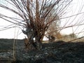 Scorched area. Landscape after fire. Royalty Free Stock Photo