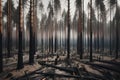 a scorched coniferous forest, the aftermath of a severe forest fire Royalty Free Stock Photo