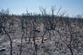Scorched earth and blackened tree trunks caused by a large bush fire Royalty Free Stock Photo