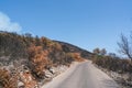 Scorched earth and blackened tree trunks caused by a large bush fire Royalty Free Stock Photo