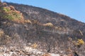 Scorched earth and blackened tree trunks caused by a large bush fire Royalty Free Stock Photo