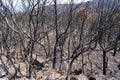 Scorched earth and blackened tree trunks caused by a large bush fire Royalty Free Stock Photo