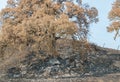 Aftermath of the wildfire near Lake Berryessa