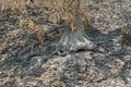 Aftermath of the wildfire near Lake Berryessa