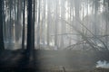 Scorched forest after fire